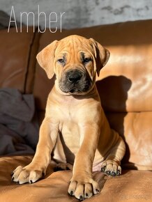 Boerboel szczeniaki po championie Mastif Południowoafrykańsk - 3