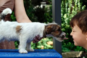 Jack Russell Terrier - hodowla ZKwP, szczenięta z metryką - 3