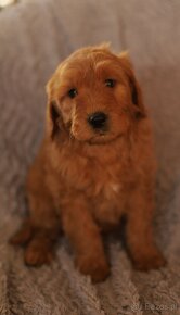 Szczenięta goldendoodle. - 3