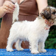 Jack Russell Terrier - hodowla ZKwP, szczenięta z metryką - 3