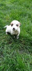 Jack Russell terrier - 3