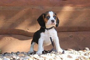 Beagle - same pieski - 3