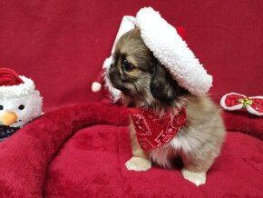 Pekińczyk Pekińczyki Nie Shih Tzu - 3