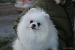 Szpic Miniaturowy, Pomeranian - 3