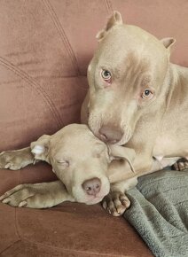 American Pit Bull Silwerfawn pitbull - 3