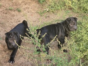 Sprzedam shar pei - 3