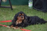 Cavalier King Charles Spaniel krycie - 3