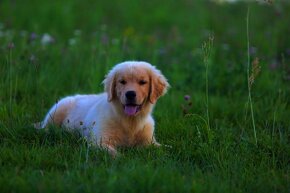 GOLDEN RETRIEVER-amerykańska linia, amerykański, mocny - 3