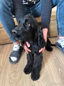 Cocker spaniel - 3