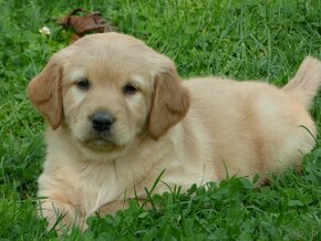 Szczeniaki Golden retriever pieski i suczki - 3