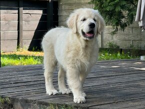 Golden Retriever  chłopiec - 3