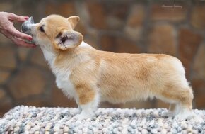 Welsh Corgi Pembroke - 3