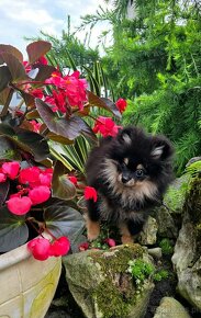 Sunia pomeranian szpic miniaturowy Black and tan - 3