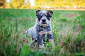 Australian cattle dog - 3