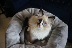 Puchate cuda Ragdoll - 3