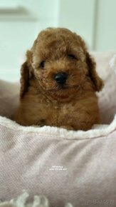 Pudel zabawkowy  / Toy Poodle / Toy Pudle / Той Пудель - 3