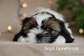 Shih Tzu Tricolor - 3