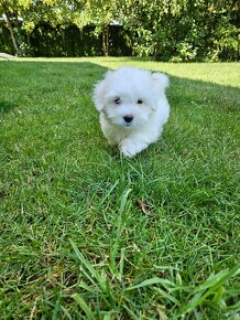 Rasowe Szczenięta Coton de Tulear - 3