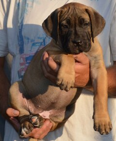 SPRZEDAM szczenieta rasy boerboel - 3