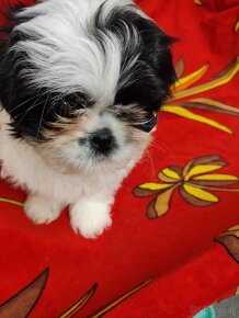 Shih tzu suczka - 3