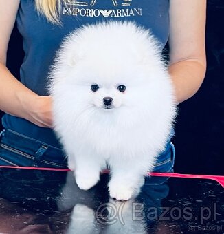 Pomeranian - 3