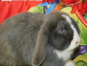 Niebieskie baranki mini lop samczyki - 3