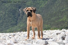 Cane Corso szczenięta - 3