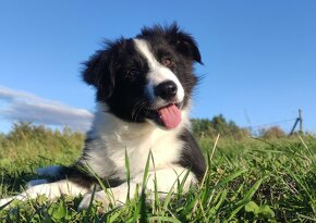 Pies / szczeniak rasy Border Collie - 3