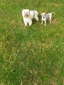 Yorkshire Terrier Biewer - 3