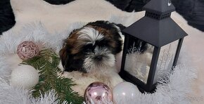 Wesole pieski shih tzu - 3