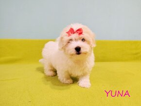 Suczka Coton De Tulear Szczenię szczeniak Kraków YUNA - 3