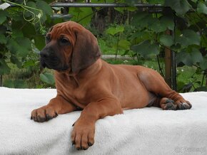 Rhodesian Ridgeback piękne szczenięta wystawowe FCI. - 3