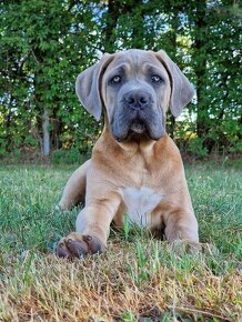 Cane Corso Italiano Puppies (FCI) - 3