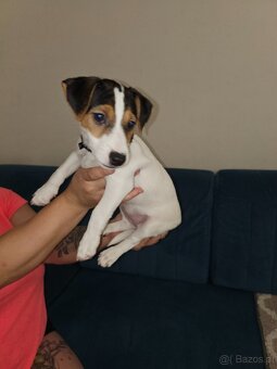 Jack Russell Terrier - 3