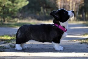 Welsh Corgi Cardigan FCI - 3