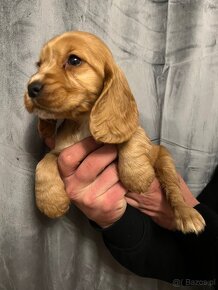 Piękna suczka rasy Cocker Spaniel Angielski - 3