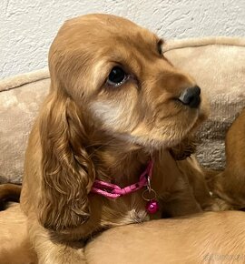 Cocker Spaniel Angielski - 3