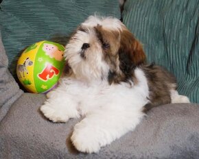 ShihTzu -suczka IV pokoleniowym rodowodem - 3