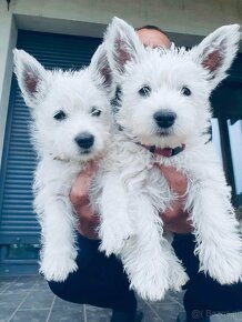 West Highland White Terrier - 3