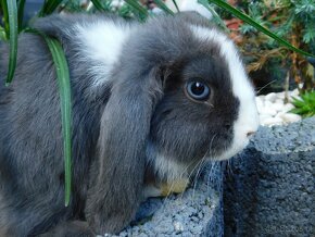 Samiczki mini lop niebieskie - 3