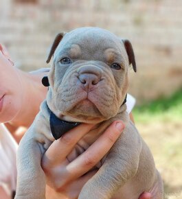 Szczenięta American Bully Pocket Exotic Top Bloodline - 3