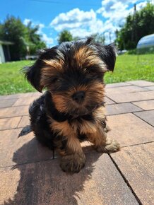 Yorkshire terrier - 3