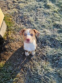 Louisianański pies leopardzi Catahoula - 3