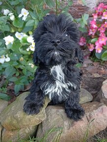 Maltipoo szczeniaki maltanczyk pudel - 3