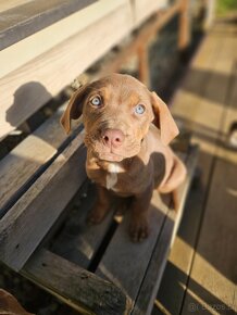 Louisianański pies leopardzi Catahoula - 3