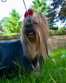 Yorkshire Terrier s PP (FCI) - 3