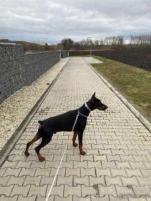 Doberman FCIs PP.. - 3