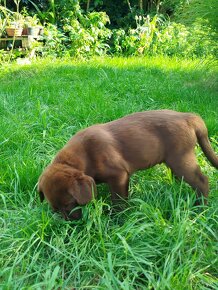 Szczeniaki labrador retriever rodowodowe - 3