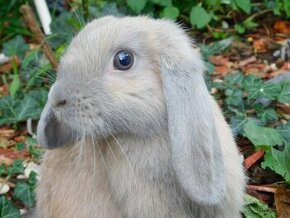 Beżowy królik mini lop samczyk - 3