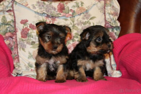 Sprzedam szczenięta rasy Yorkshire Terrier w kolorze czarnym - 3